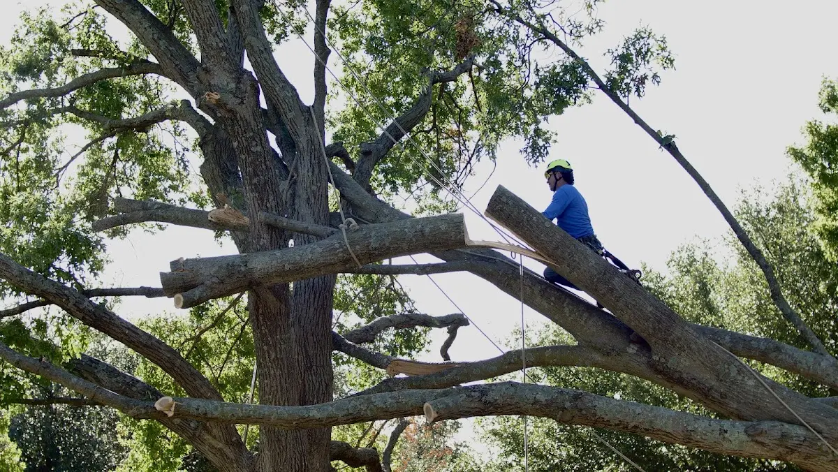 Professional Crown Thinning performed by certified arborists in Eskridge