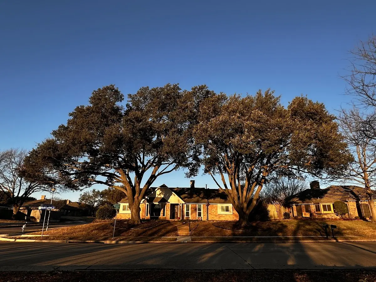 Established residential canopy tree shading a home in Eskridge